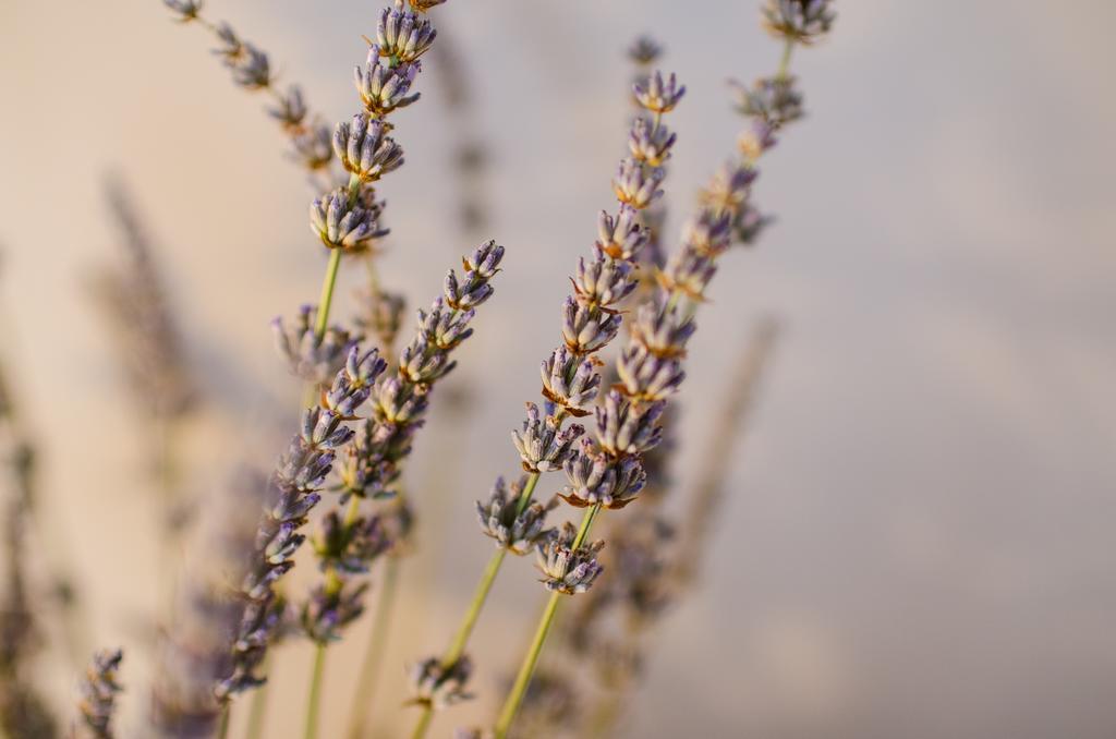 Lavender - City Room With Free Parking Pula Exterior foto